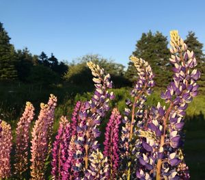 Close-up of purple flowering plants on field against clear sky