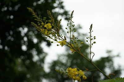 Close-up of yellow flowering plant