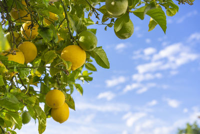 Low angle view of fruits on tree