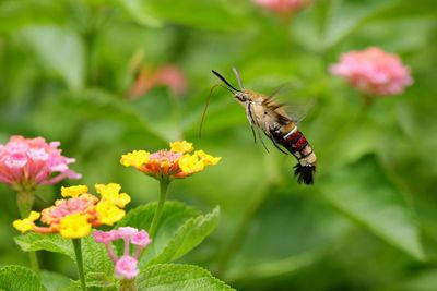 Close-up of butterfly pollinating on pink flower