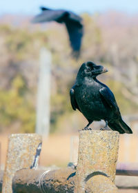 Close-up of bird perching on wood