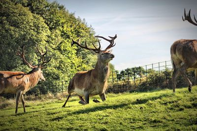 Deer standing in a field