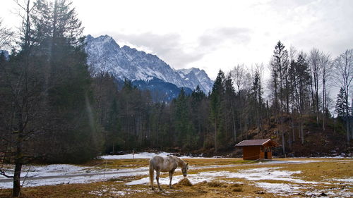 View of a horse on snow covered field