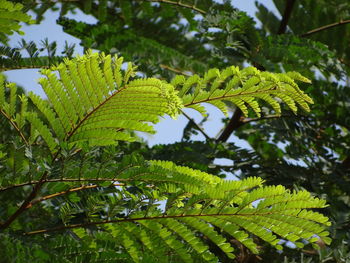 Close-up of green leaves on tree