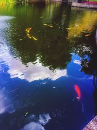 High angle view of koi carps swimming in lake