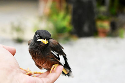 Close-up of hand holding bird