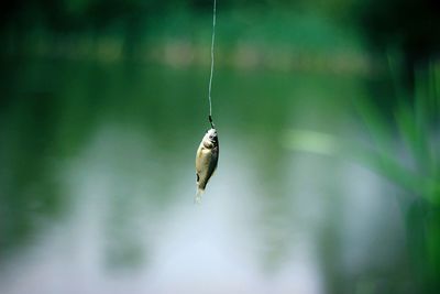 Close-up fish caught on hook