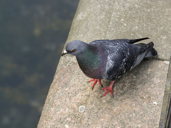 Close-up of pigeon perching on rock