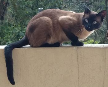 Portrait of cat relaxing outdoors