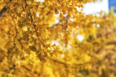 Gingko tree leaves during autumn fall foliage season. taken in seoul forest