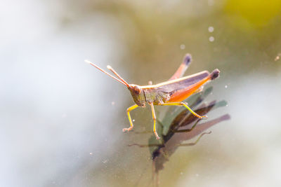 Close-up of insect