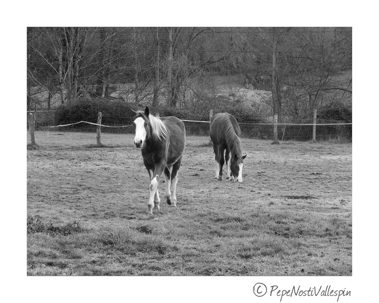 animal themes, domestic animals, livestock, no people, field, mammal, nature, outdoors, landscape, day, sky