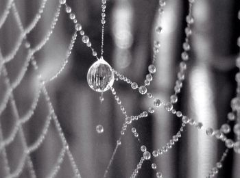 Close-up of water drops on plant