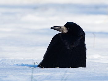 Black bird on a snow. the rook corvus frugilegus covered in snow