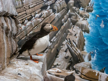 Birds perching on a sea