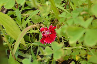 Close-up of red flower blooming outdoors