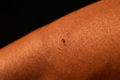 Close-up of insect over black background