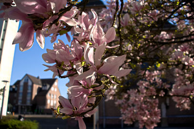 Low angle view of cherry blossoms on tree