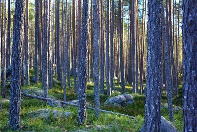 Trees in forest