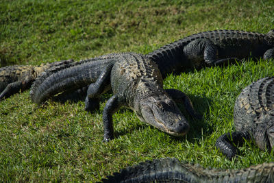 Close up view of lizards alligators gators on grass