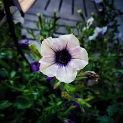 flowering plant