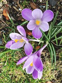 Close-up of purple crocus flowers
