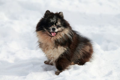 Close-up of dog on snow covered field