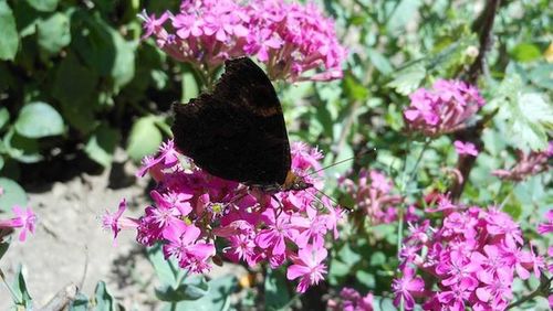 Close-up of butterfly pollinating on pink flower