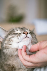 Close-up of hand holding cat