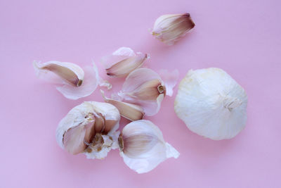 Close-up of pink flowers