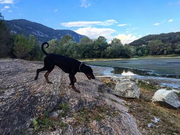 Dog standing in a lake against sky