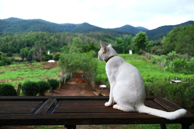 Cat sitting on bench in park