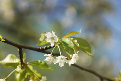 Close-up of cherry blossoms on branch