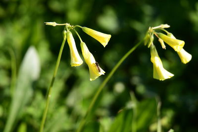 Close-up of flowering plant