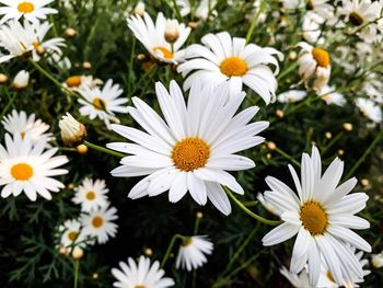 Close-up of white daisy flowers