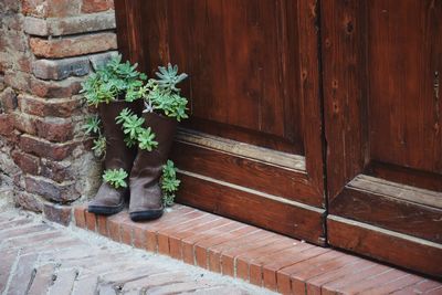 Low section of potted plant on wooden door of house