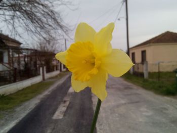 Close-up of yellow flower