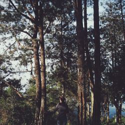 tree