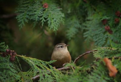 Close-up of bird perching on tree