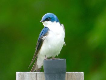 Close-up of bird perching outdoors