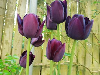 Close-up of purple tulips