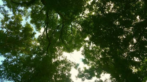 Low angle view of trees in forest against sky