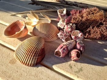 Close-up of seashells on wooden plank