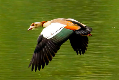 Close-up of bird flying over lake