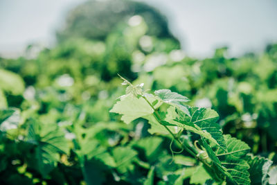 Close-up of green leaves on plant in field