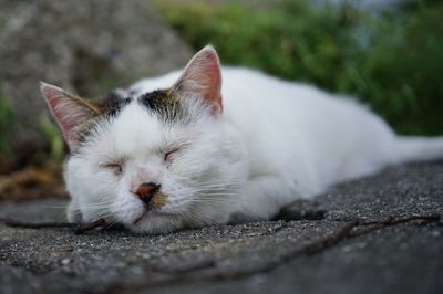 Close-up of cat sleeping