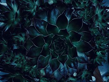 Full frame shot of succulent plant