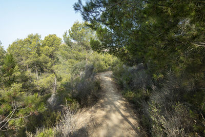 Dirt road amidst trees and plants against sky