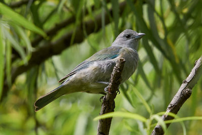 Close-up of bird perching on branch