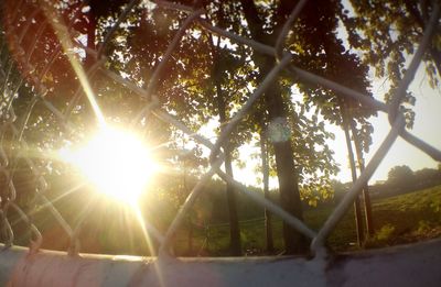 Low angle view of trees against sunlight